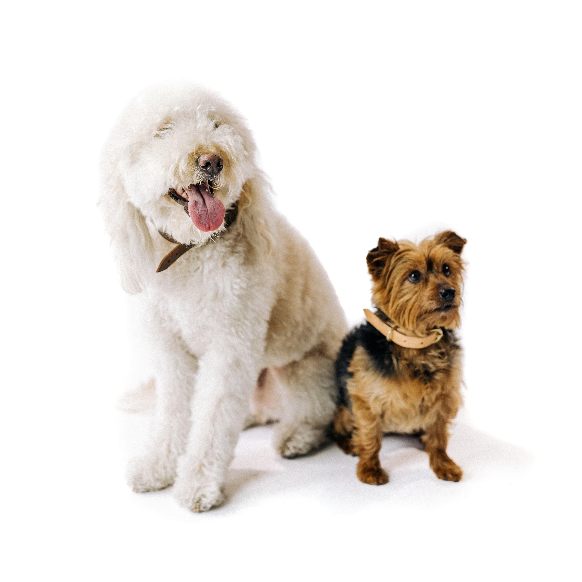 Marciante and Company Leather Dog Collar