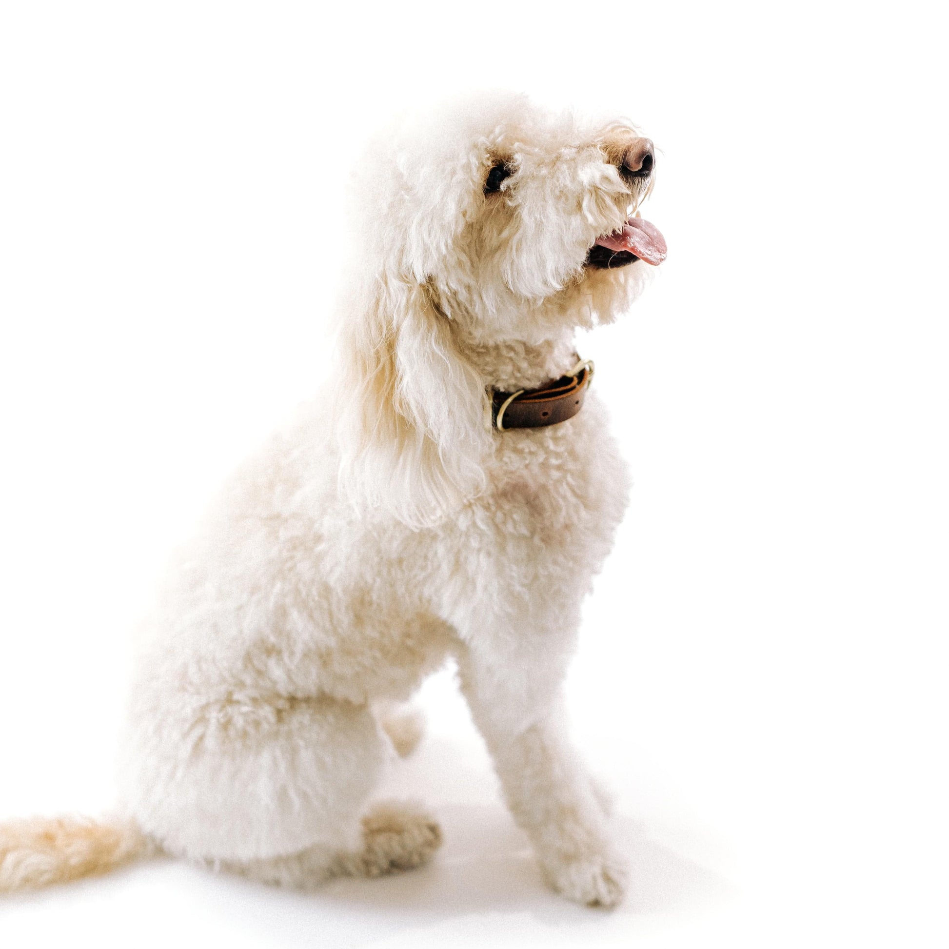 Marciante and Company Leather Dog Collar