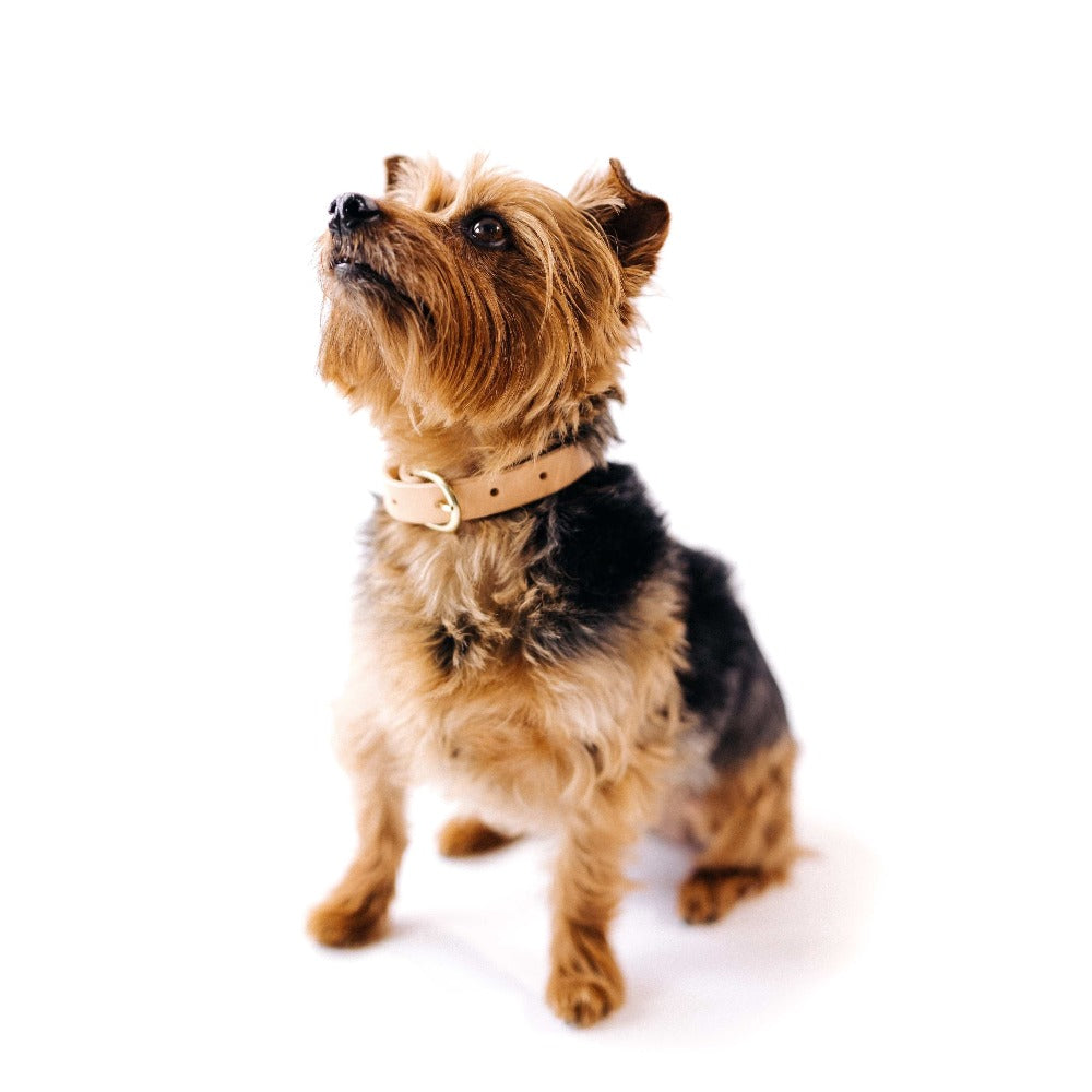 Marciante and Company Leather Dog Collar